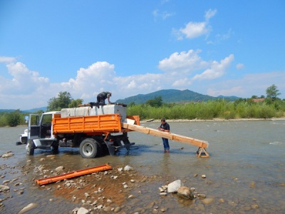 На Буковині в річки Черемош і Сірет випустять понад 80 тисяч мальків форелі (ФОТО)