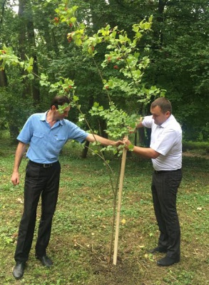 У Чернівцях податківці висадили калинову алею