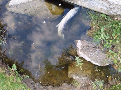 Риба в озері у парковій зоні Чернівців масово гине (фото, відео)