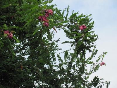 У Чернівцях знову зацвіла рожева акація (ФОТО)