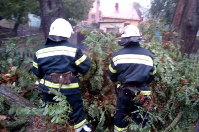 На Буковині вітер повалив дерева на дахи і дороги (ФОТО)