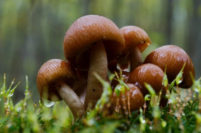 Сезон осінніх грибів стартував на Буковині (ФОТО)