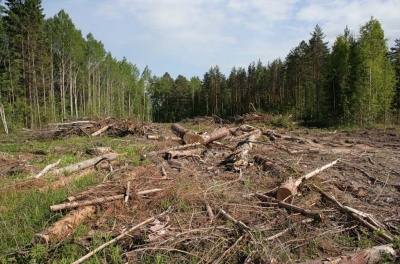 У Євросоюзі пояснили свою позицію, щодо експорту лісу-кругляка з України