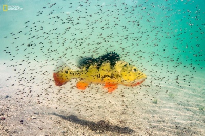 Світлини, що вражають: National Geographic обрав найкращого фотографа року(ФОТО)