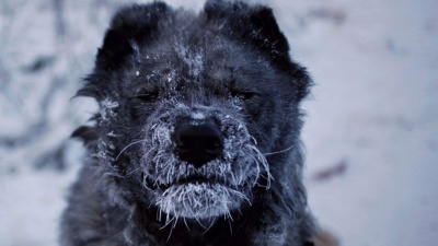 Фотограф показав, як живе найхолодніше село у світі: вражаючі фото