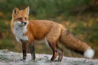 У Чернівцях у домашніх тварин, з якими контактувала лисиця, сказу не виявили