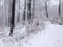 На Цецино в Чернівцях випав сніг (ФОТО)