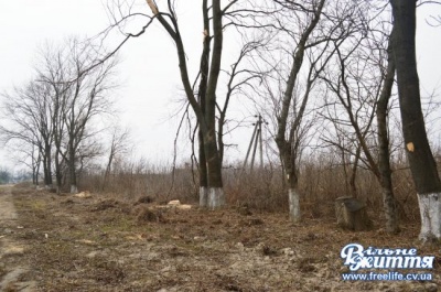 Буковинці зупинили вирубку дерев вздовж дороги (ФОТО)