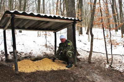 Поблизу годівниць у лісах на Буковині дикі тварини будують "хатки" (ФОТО)