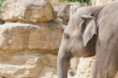 У Японії слониха до смерті забила працівника парку
