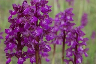 На Буковині ростуть рідкісні види орхідей (ФОТО)