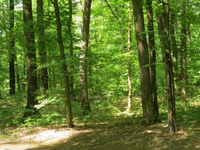 На Буковині цього року створили понад 70 гектарів лісів