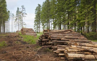 Від лісництва Буковини вимагають 530 тисяч гривень за незаконну вирубку лісу