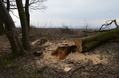 На Буковині активісти заявили про готовність до блокування траси через безконтрольну рубку лісів