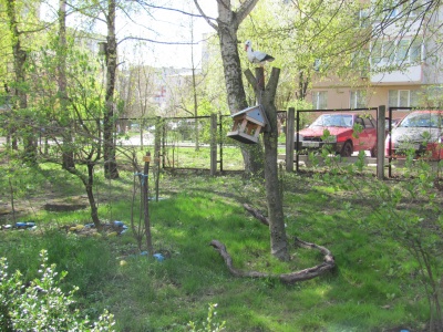 У шкільному дендропарку в Чернівцях зацвіли квіти та дерева (ФОТО)