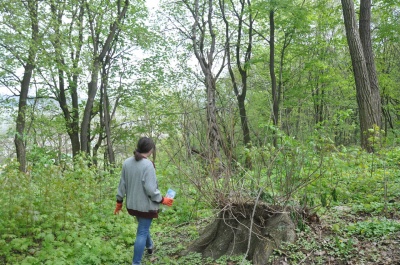 У «закутках» парку Федьковича в Чернівцях школярі назбирали півтора центнера сміття (ФОТО)