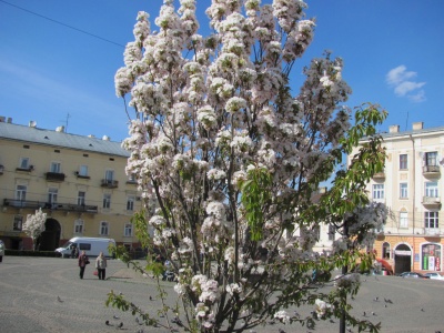 У Чернівцях зацвіла сакура (ФОТО)