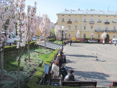 У Чернівцях зацвіла сакура (ФОТО)