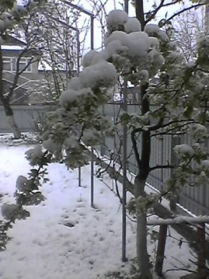 Буковинські Карпати засипало снігом: місцеві мешканці струшують сніг із цвіту на деревах (ФОТО)