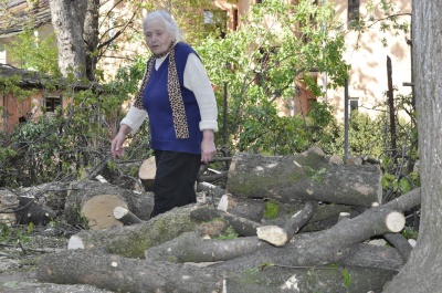 «Приїхали, зрізали, покидали»: у центрі Чернівців зрубали півстолітні дерева (ФОТО)