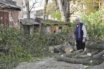 «Приїхали, зрізали, покидали»: у центрі Чернівців зрубали півстолітні дерева (ФОТО)