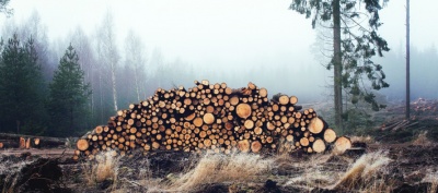 На Буковині село виступило проти вирубки дерев
