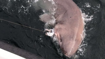 Рибалка спіймав найбільшу акулу Європи: фото та відео
