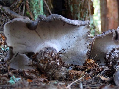 У буковинських Карпатах знайшли рідкісний гриб, який хочуть внести до Червоної книги