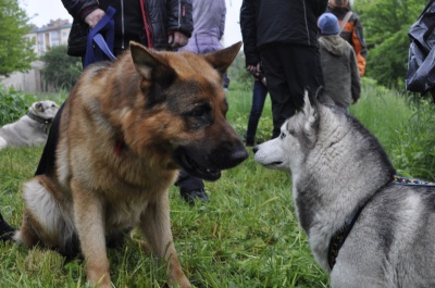 Недільна прогулянка. У Чернівцях відбулися змагання з бігу із собаками (ФОТО)