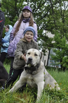 Недільна прогулянка. У Чернівцях відбулися змагання з бігу із собаками (ФОТО)