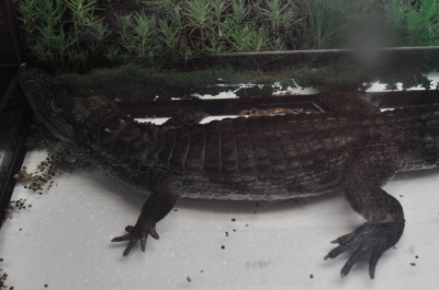 У Чернівцях можна побачити нільського крокодила та піраній (ФОТО)