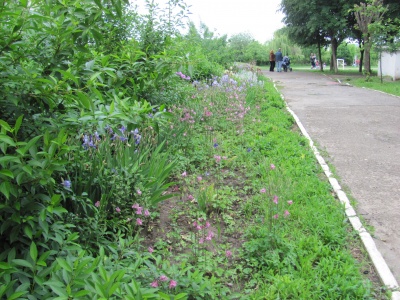 У Чернівцях у шкільному дендропарку цвітуть чорні іриси (ФОТО)