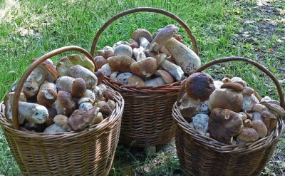 Перші білі гриби з'явилися у лісах Хотинського й Сторожинецького районів на Буковині