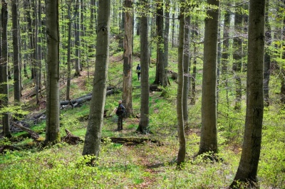 Екологи переконані: ефективно зберігати праліси та особливо цінні ліси зможуть лише національні природні парки (прес-реліз)