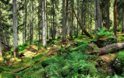 Екологи переконані: ефективно зберігати праліси та особливо цінні ліси зможуть лише національні природні парки (прес-реліз)