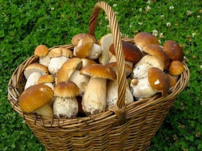 На Буковині - багато білих грибів, але вони червиві