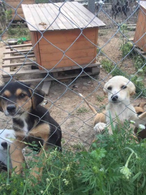 У притулку для тварин у Чернівцях – майже 250 собак (ФОТО)