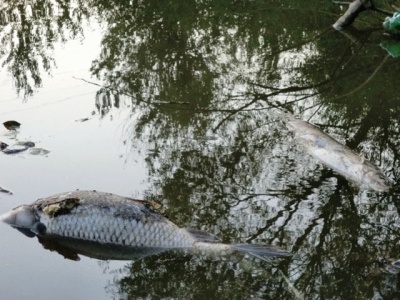 На Буковині зафіксували перший випадок загибелі риби в озері