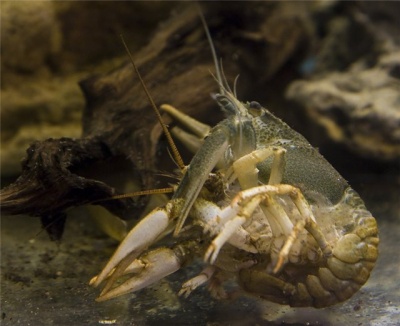 У водоймах Буковини заборонили ловити раків