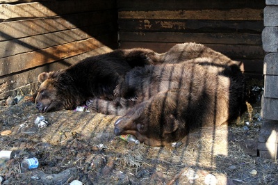 У Росії ведмідь відкусив руку п’яному чоловіку, який намагався його погодувати