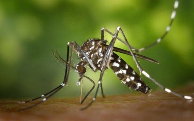 Адміністрація Twitter видалила аккаунт японця через погрози на адресу комара