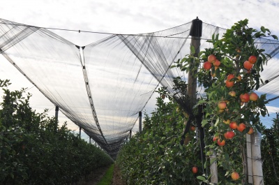 Яблука з Буковини - до Сингапуру та Іраку: фермер створив унікальний сад