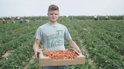 Від безробіття до успішного агробізнесу: як селяни Вінничини заробляють на ягодах і відроджують село
