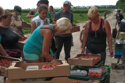 Від безробіття до успішного агробізнесу: як селяни Вінничини заробляють на ягодах і відроджують село