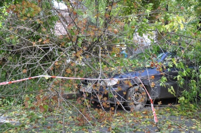 У центрі Чернівців на автомобіль впало дерево (ФОТО)