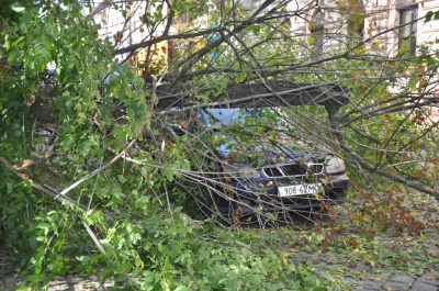 У центрі Чернівців на автомобіль впало дерево (ФОТО)