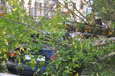 У центрі Чернівців на автомобіль впало дерево (ФОТО)