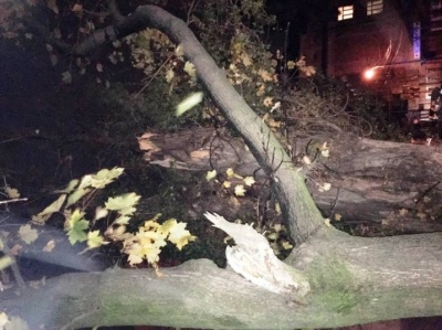 Раптовий буревій у Чернівцях повалив дерева й світлофори: у центрі міста пошкоджено автомобіль (ФОТО)