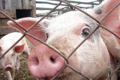 У фермерському господарстві на Буковині виявили африканську чуму свиней