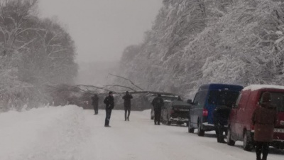 На Буковині повалене дерево заблокувало трасу «Чернівці–Сторожинець»